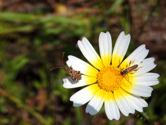 Stenopterus mauritanicus