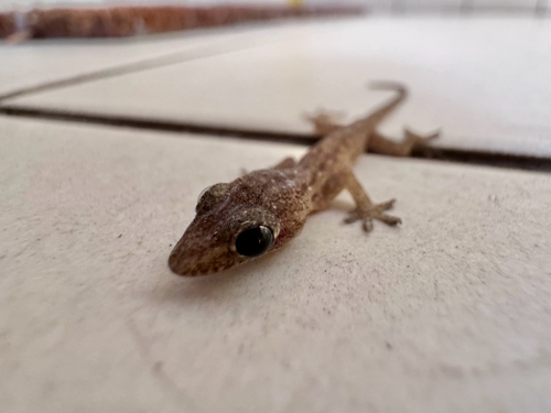 Asian House Gecko