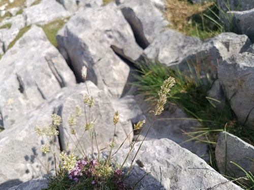 Koeleria vallesiana, 2026-07-06