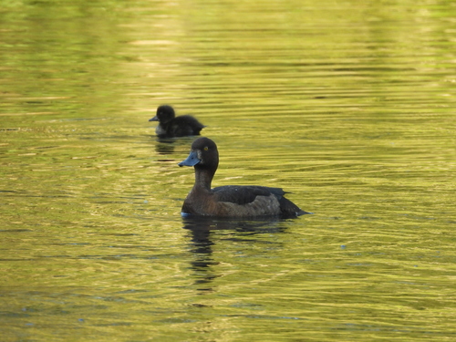 Fuligule morillon, femelle