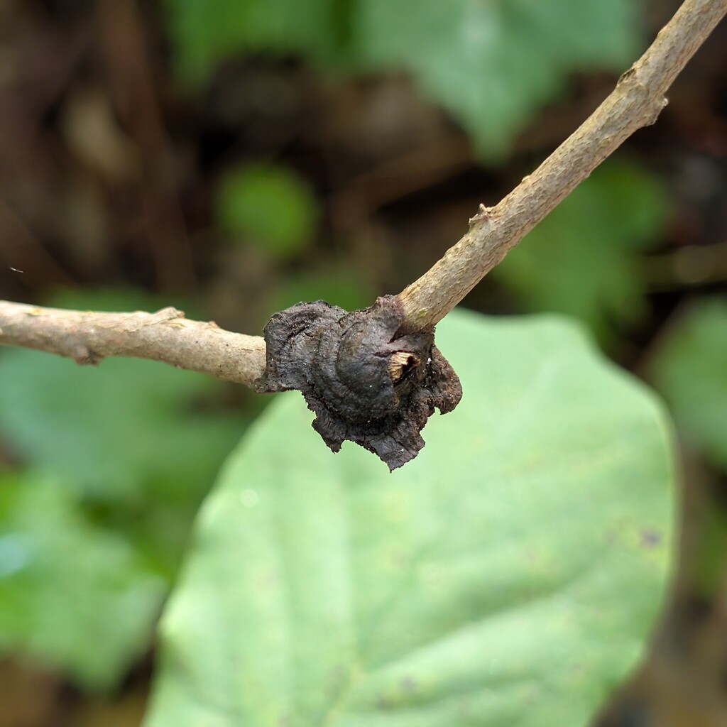 Pawpaw Polypore · July 2026 · photo: Photo: (c) Leila Dasher, some rights reserved (CC BY) · iNaturalist