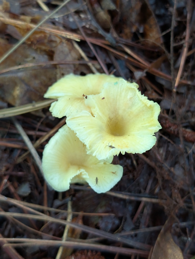 golden-gilled gerronema · July 2026 · photo: Photo: (c) Leila Dasher, some rights reserved (CC BY) · iNaturalist