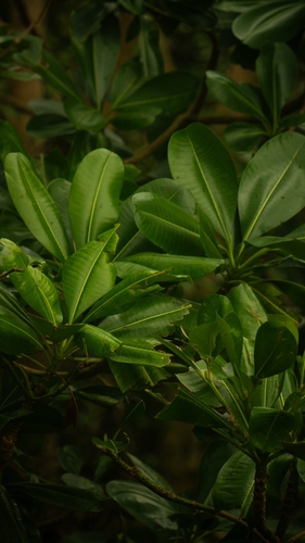 Ochrosia oppositifolia observed 2026-07-13