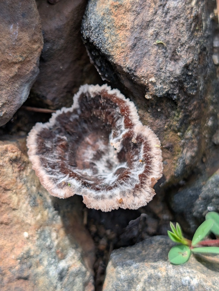 Common Fiber Vase · July 2026 · photo: Photo: (c) Leila Dasher, some rights reserved (CC BY) · iNaturalist