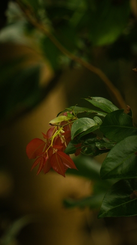 Cynometra ramiflora observed 2026-07-13