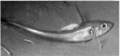 Syscenus infelix