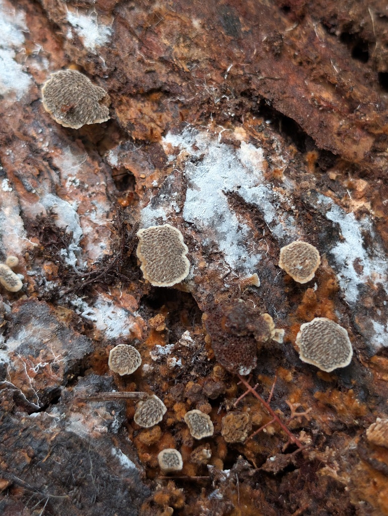 Coltricia dependens · July 2026 · photo: Photo: (c) Leila Dasher, some rights reserved (CC BY) · iNaturalist