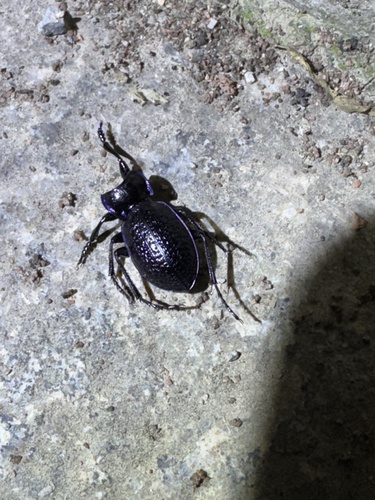 Carabus cicatricosus