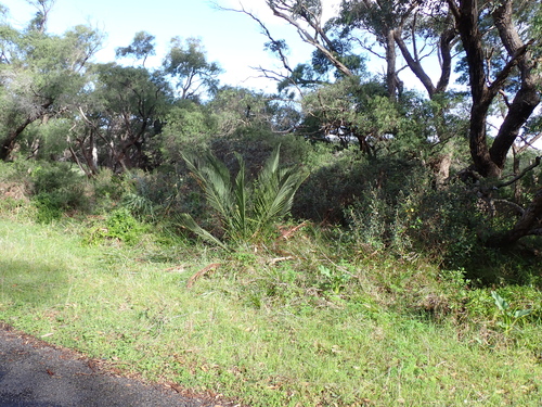 Macrozamia riedlei, photograph 5