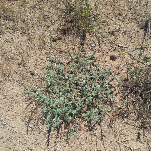 Forage kochia (Bassia prostrata)