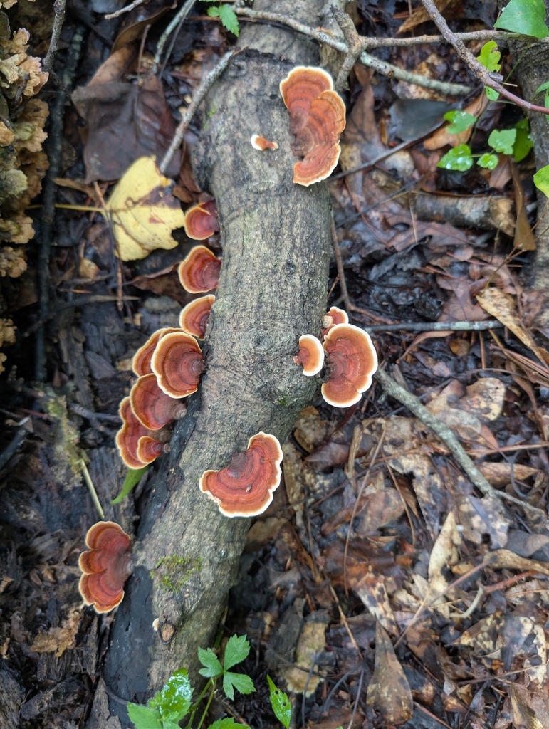 False Turkeytail · July 2026 · photo: Photo: (c) Leila Dasher, some rights reserved (CC BY) · iNaturalist