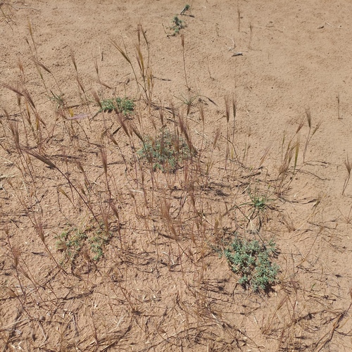 Secale sylvestre, photograph 3