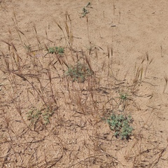 Secale sylvestre, photograph (c) Alexander Dubynin, some rights reserved (CC BY)