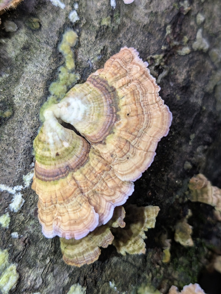 violet-toothed polypore · July 2026 · photo: Photo: (c) Leila Dasher, some rights reserved (CC BY) · iNaturalist