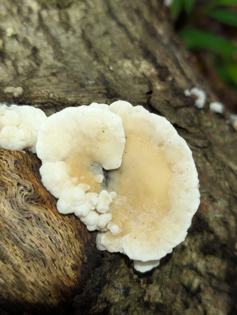 bicoloured bracket · July 2026 · photo: Photo: (c) Leila Dasher, some rights reserved (CC BY) · iNaturalist