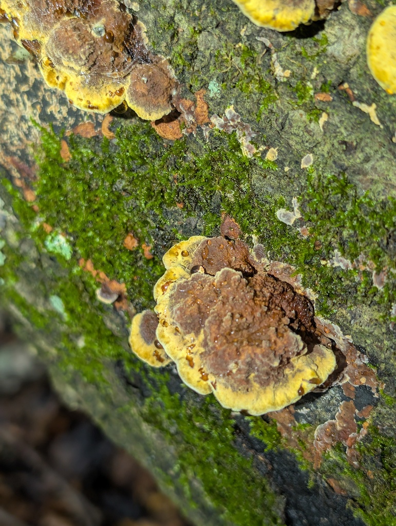 Mustard Yellow Polypore · July 2026 · photo: Photo: (c) Leila Dasher, some rights reserved (CC BY) · iNaturalist