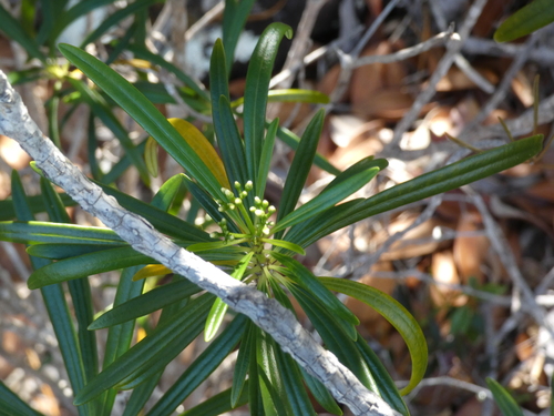 Rauvolfia viridis observed 2026-07-11