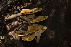 Stiptophyllum erubescens
