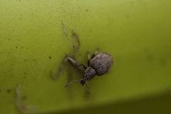 Peritelus sphaeroides