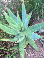 Aloe × schimperi