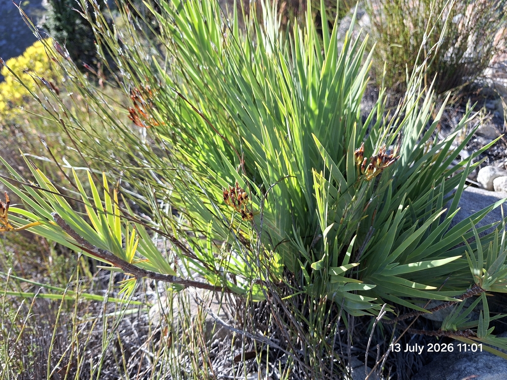 Nivenia stokoei; photograph (c) William Keenan, some rights reserved (CC BY)