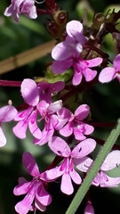 Origanum