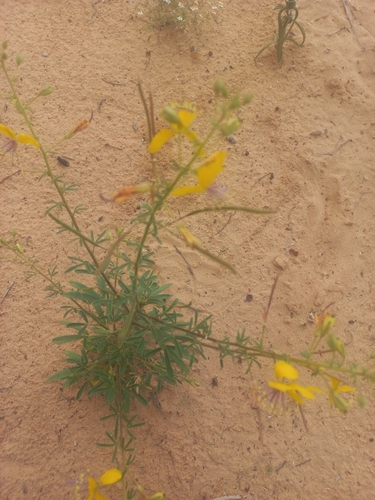 Cleome kalachariensis