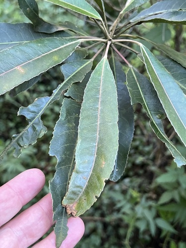 Elaeocarpus kirtonii observed 2026-07-13