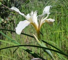 Iris fernaldii