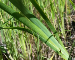 Iris fernaldii
