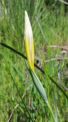 Iris fernaldii