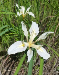 Iris fernaldii