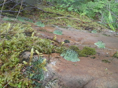 Pilophorus acicularis