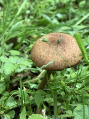 Austroboletus gracilis