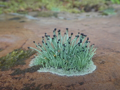 Pilophorus acicularis