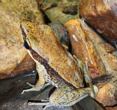 Malayan Stream Frog