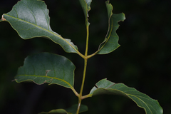 Pleiogynium timoriense, photograph (c) Bruce Cathie, some rights reserved (CC BY)