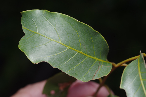 Pleiogynium timoriense, photograph 5
