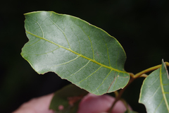 Pleiogynium timoriense, photograph (c) Bruce Cathie, some rights reserved (CC BY)