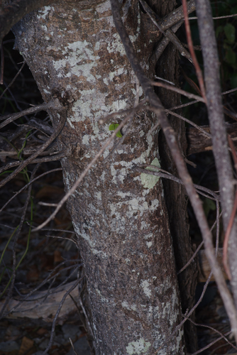 Pleiogynium timoriense, photograph 4