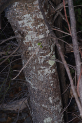 Pleiogynium timoriense, photograph (c) Bruce Cathie, some rights reserved (CC BY)