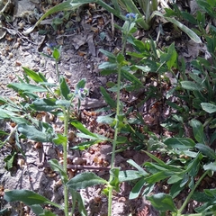 Asperugo procumbens