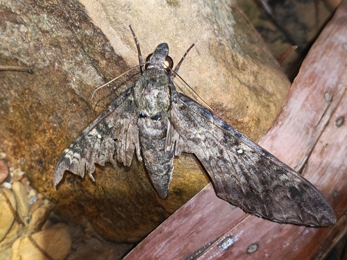 Meganoton nyctiphanes