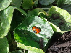 Coccinella septempunctata