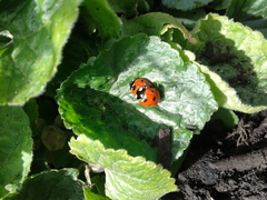 Coccinella septempunctata