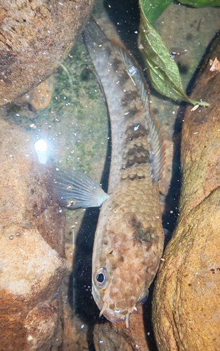 Red-tailed Snakehead