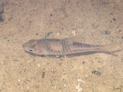 Spanner Barb