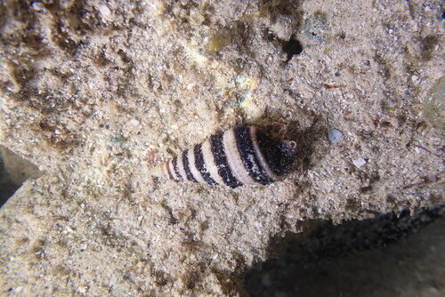 Engina mendicaria observed 2026-07-12