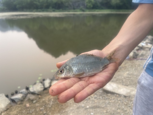 Streep-karper (Cyprinus multitaeniatus) — Cyprinidae