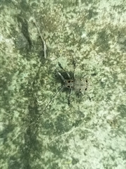 Mesosa curculionoides